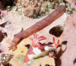 Friends ? Sea Cucumber & nudi - Similan Islands by Dale Treadway 